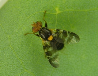 Поширенню капустяної мухи можна запобігти, знищивши хрестоцвіті бур’яни